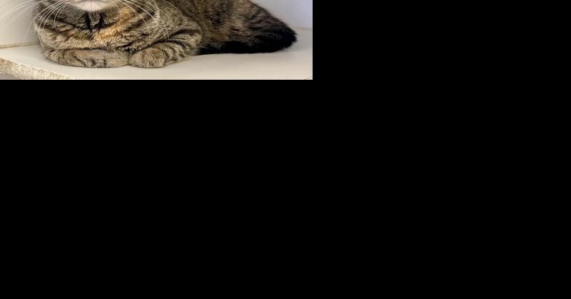 Pet of the Week: affectionate cat and lovable dog ready for forever homes - Vimarsana News