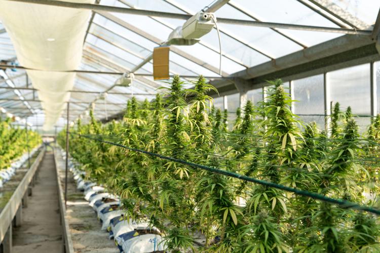 Marijuana grow facility (copy)