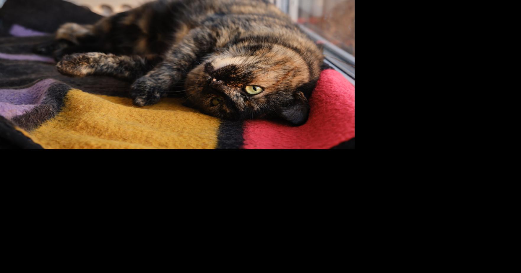 Is pet insurance worth it?