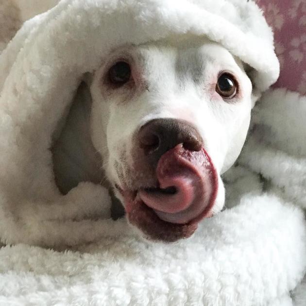 Nonprofit Hopes To Set Legal Precedent In Dog Shooting Case Local News Newspressnow Com