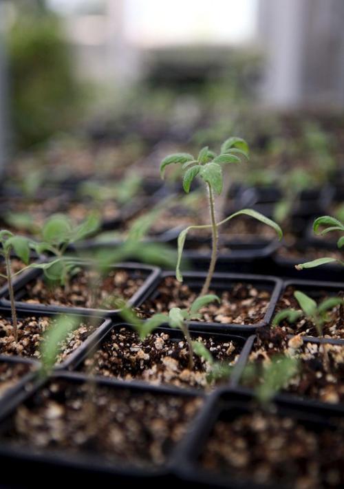 Get Your Plants Here Home Garden Newspressnow Com