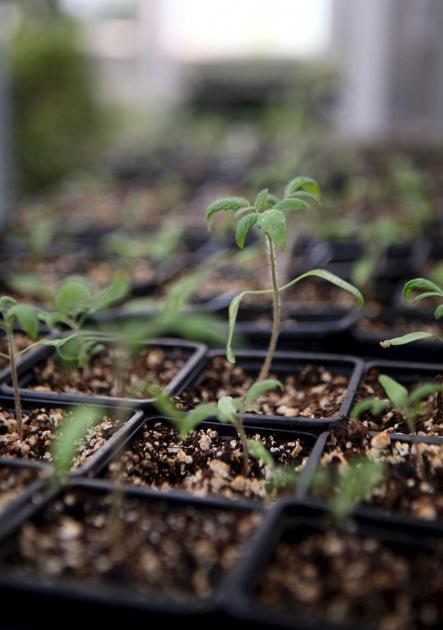 Get Your Plants Here Home Garden Newspressnow Com