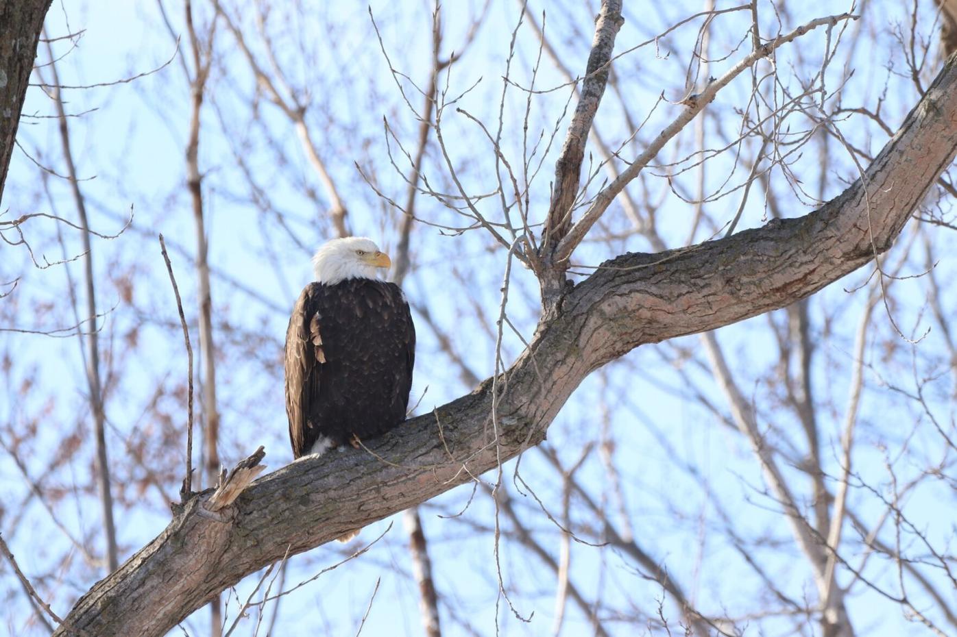 Eagles set to make themselves at home at camp