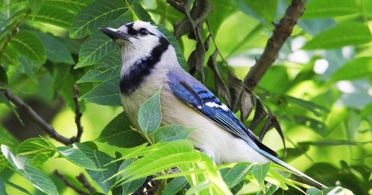 MDC needs experienced birders to help with breeding bird survey ...