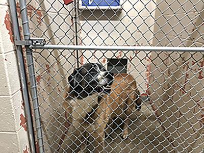 Older dogs fill animal shelters during the holidays | Local News |  
