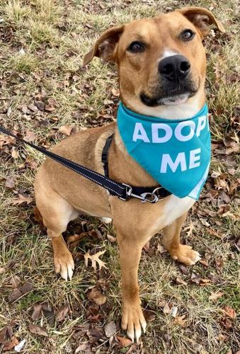 Pet of the Week: Gentle cat and friendly dog ready for adoption ...