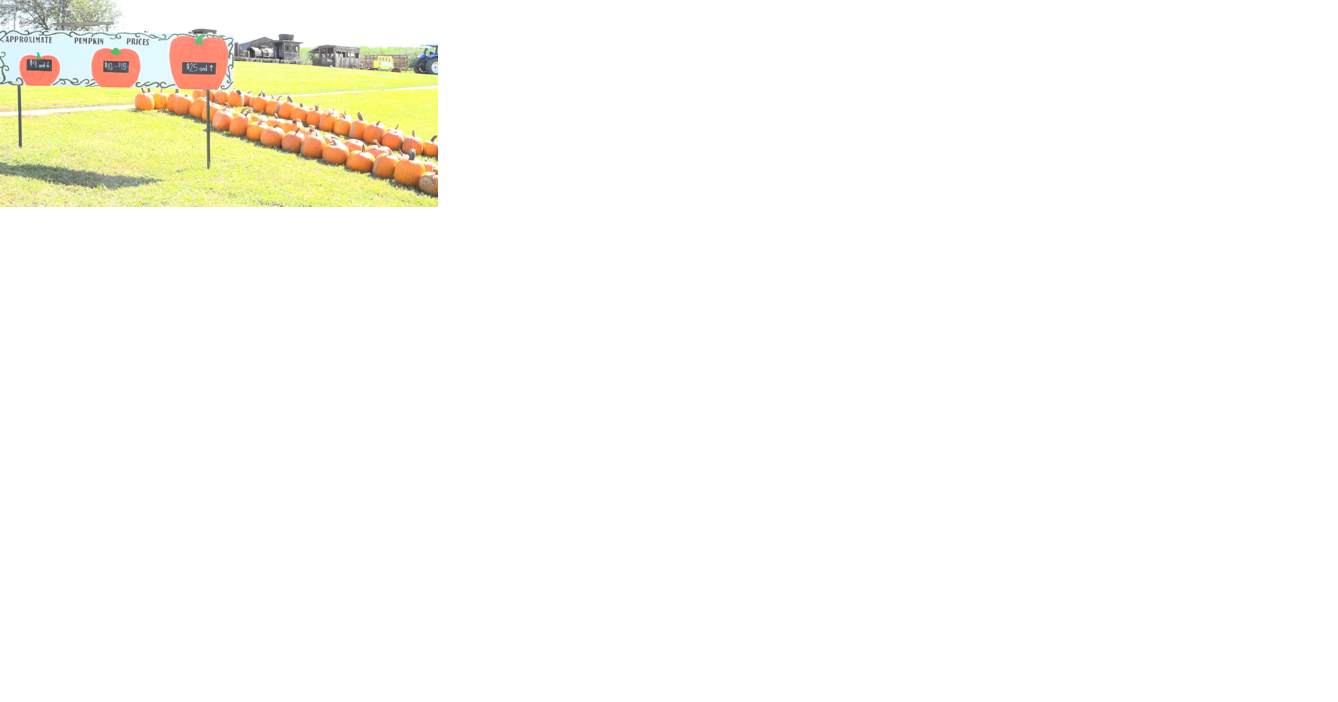 Pumpkin patches kick off fall season - Vimarsana News