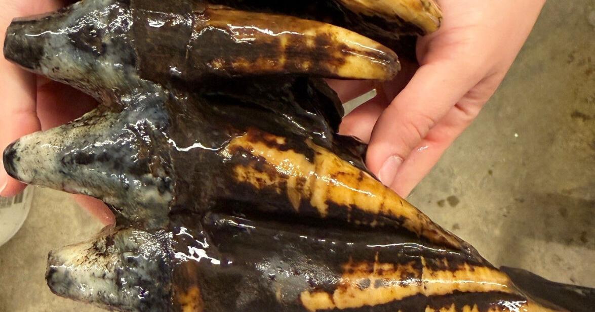 Well-preserved tooth from Pacific mastodon found in a creek in San Francisco Bay Area Brigid Lynch was working along a wooded creek in a mountainous part of the San Francisco Bay Area on a habitat restoration project when something that didn't look like the rocks she'd been studying caught her eye By JAMIE STENGLE - Associated Press Sep 11, 2026 Sep 11, 2026 Updated 14 mins ago