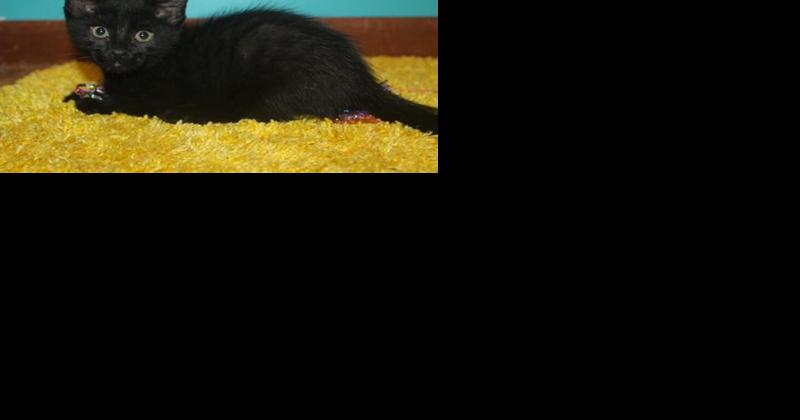 Pet of the Week: playful kitten and gorgeous dog ready for adoption - Vimarsana News