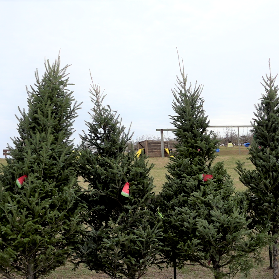 Fraser Fir - Kentucky Christmas Tree Association, USA