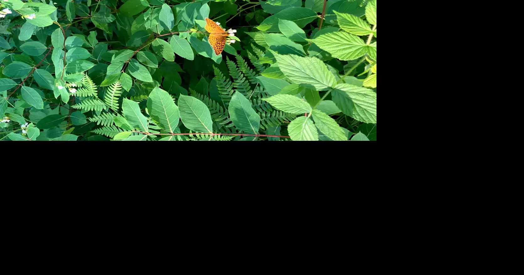 Opinion | We should all take the next step in protecting the environment