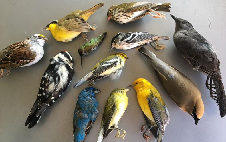 Bird Deaths