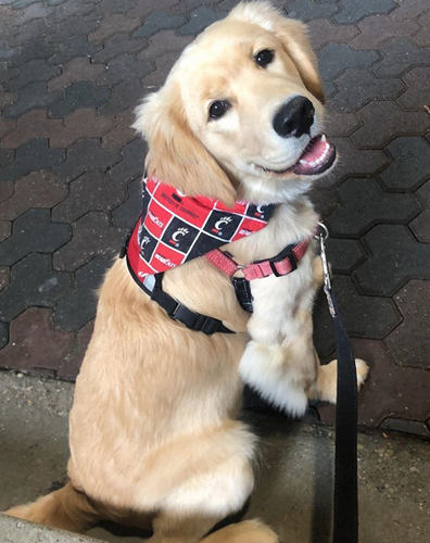 A day in the life of a service animal | News A day in the life of a service animal | News