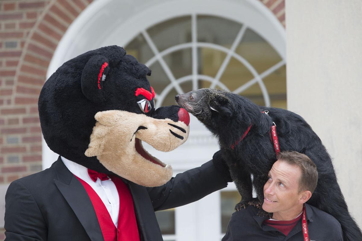 bearcat plush