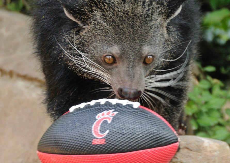 university of cincinnati basketball university of cincinnati basketball