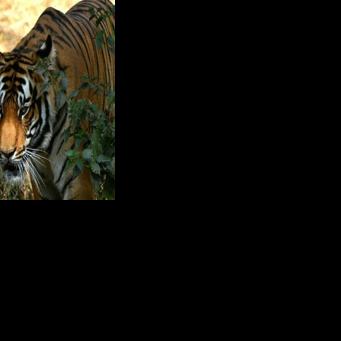 Nepal starts tiger census to track recovery