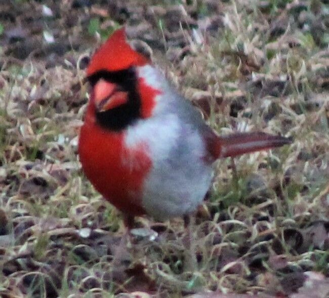 Amid Winter Gloom, Cardinals Sing of Spring - The New York Times