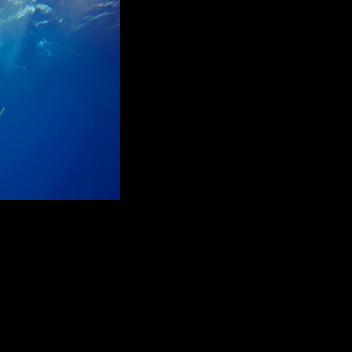 Rhino horn sales, shark protection on wildlife talks agenda