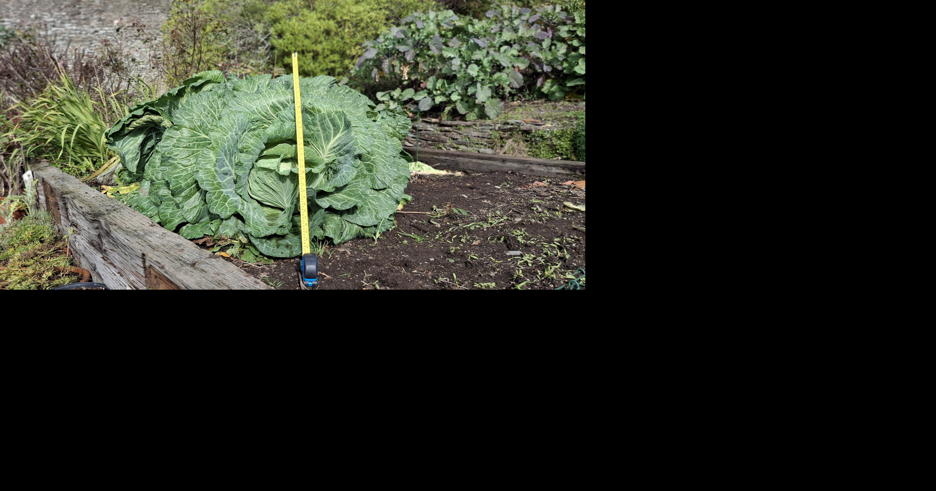 Gardeners grow massive 22-pound cabbage | National | newstopicnews.com