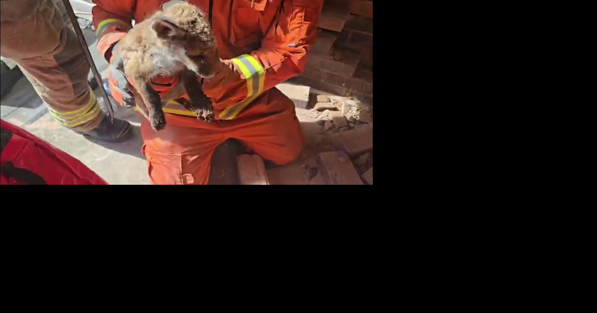 Firefighters rescue three fox cubs trapped between houses
