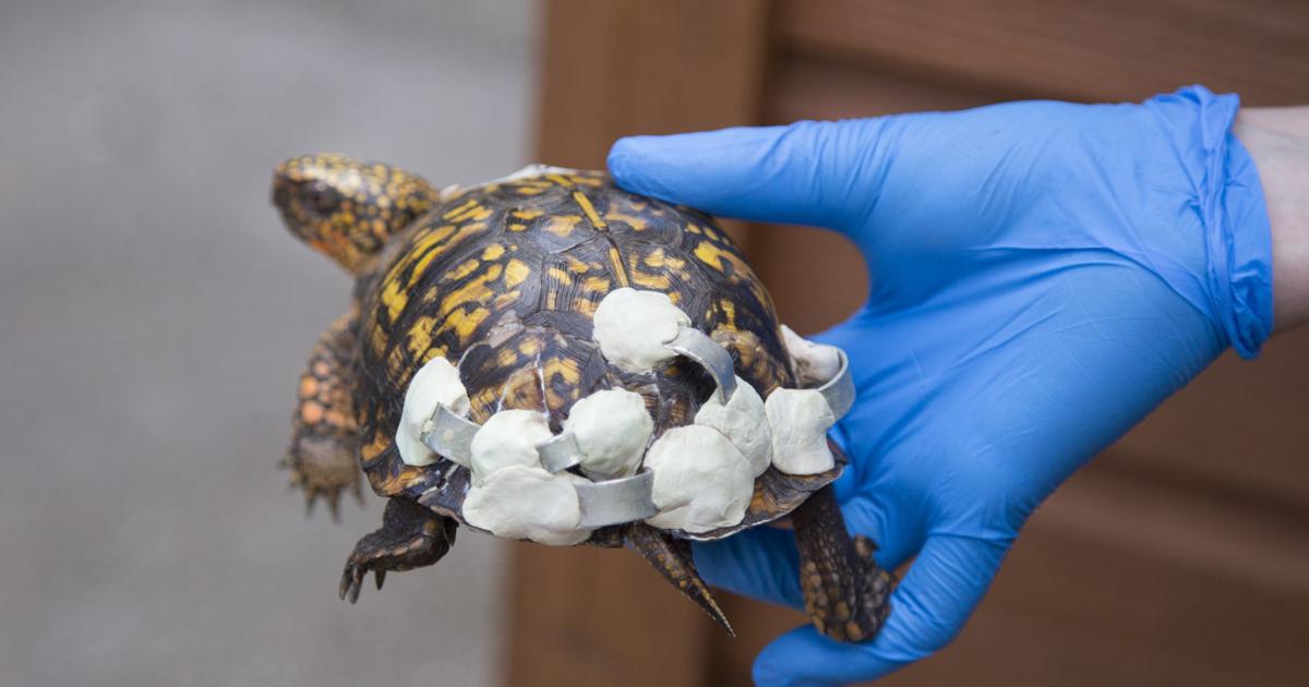 Turtle hazard: how to help