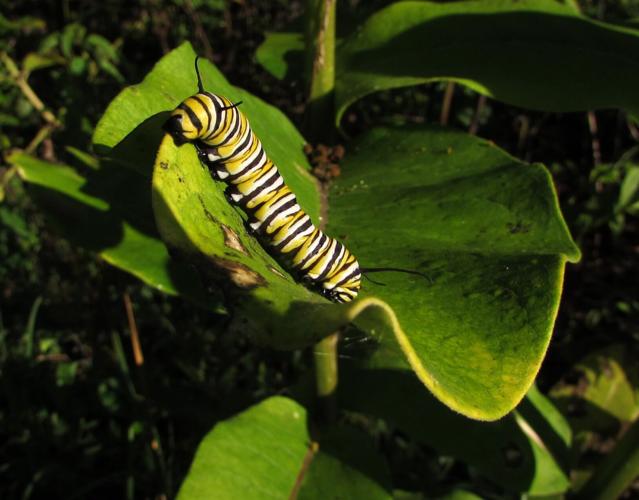 Caterpillar
