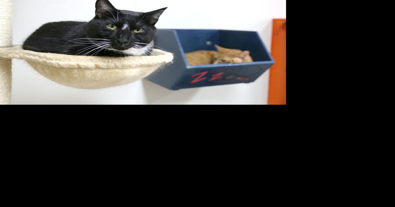 Lyndhurst animal shelter running out of space for cats