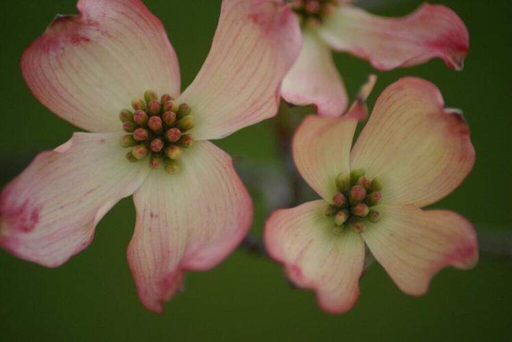 Historic Garden Week