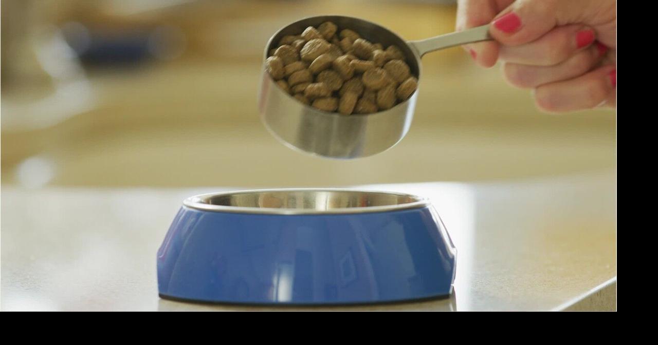 What's The Best Dog Food On The Market?