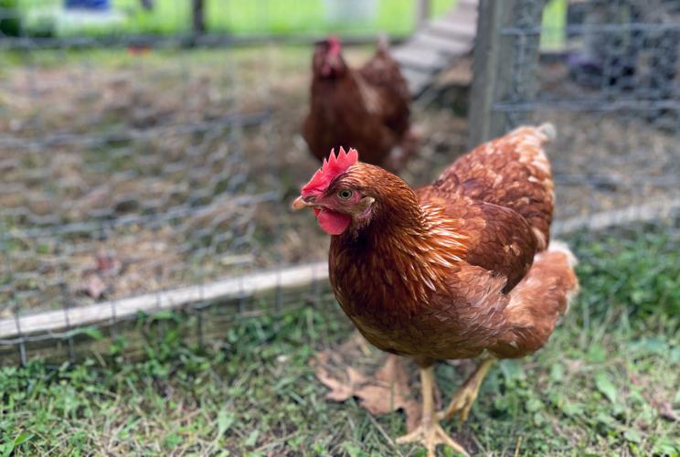 Augusta County to reevaluate domestic chicken ordinances