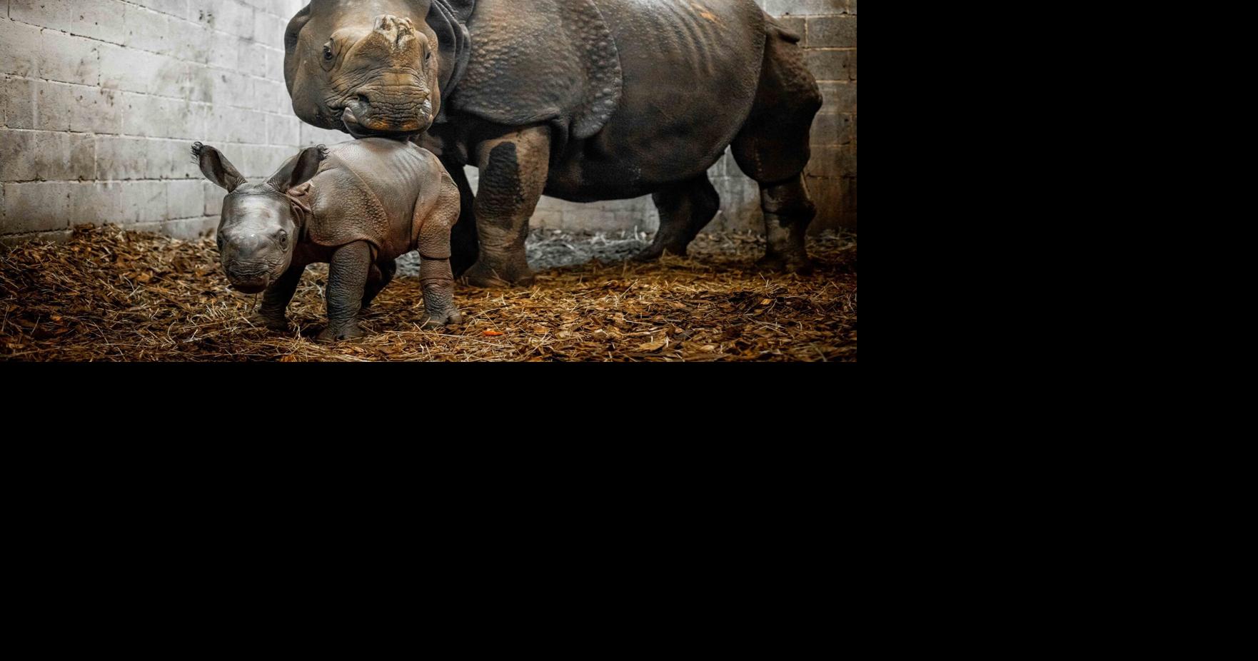 Baby rhinoceros born at Buffalo Zoo