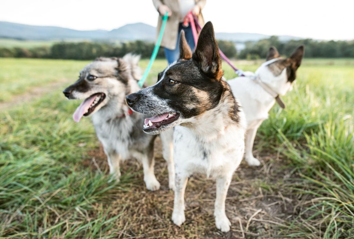 Getting the Most Out of Hiking with your Dog (image)