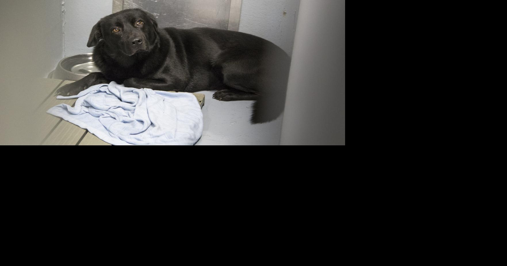 Tiny microchips a big help for pet owners