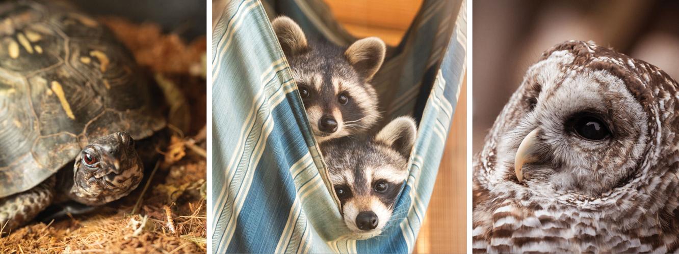 AnimalNonprofit_WebHero.jpg