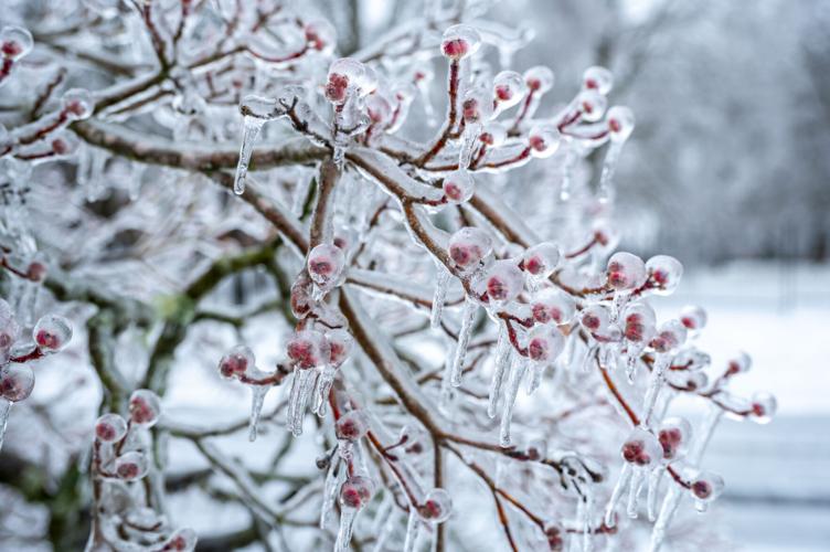 Ice Storm-6366.jpg