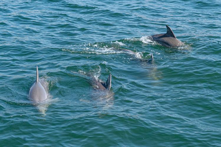 Sail Wild Hearts Dolphin Cruise(16)_Credit-Gulf Shores & Orange Beach Tourism.jpg