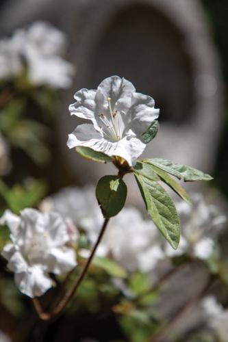 2026SteveSirlsGarden--10.jpg