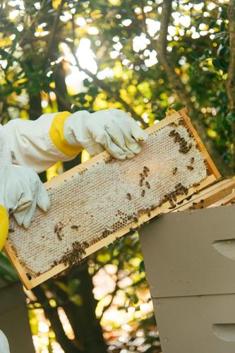 6.21.2023.BEES.Angelina-9155.jpg