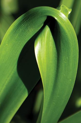 DebyGarden2026PRINT-13.jpg