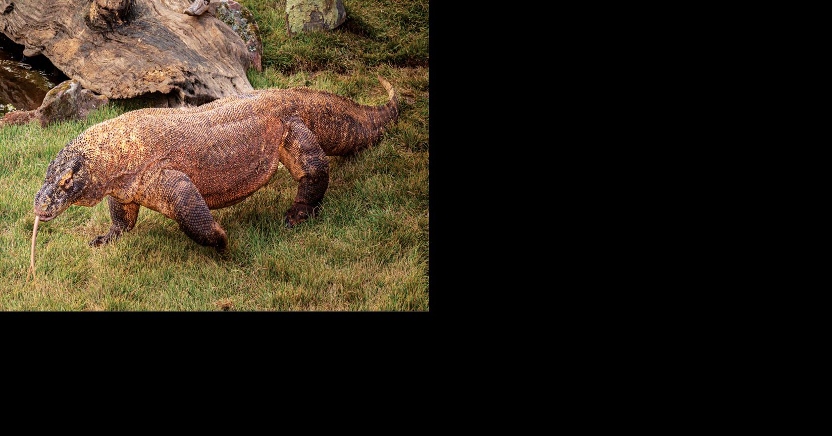 The Lizard King: Nashville Zoo Opens New Komodo Dragon Habitat | Events