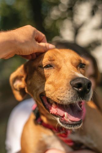 9.18.2025.NashHumane-6306.jpg