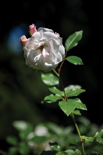 DebyGarden2026PRINT-15.jpg