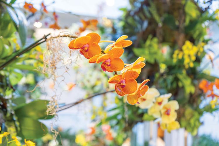 Orchidsatcheekwood_10.jpg