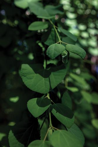 2026SteveSirlsGarden--01.jpg