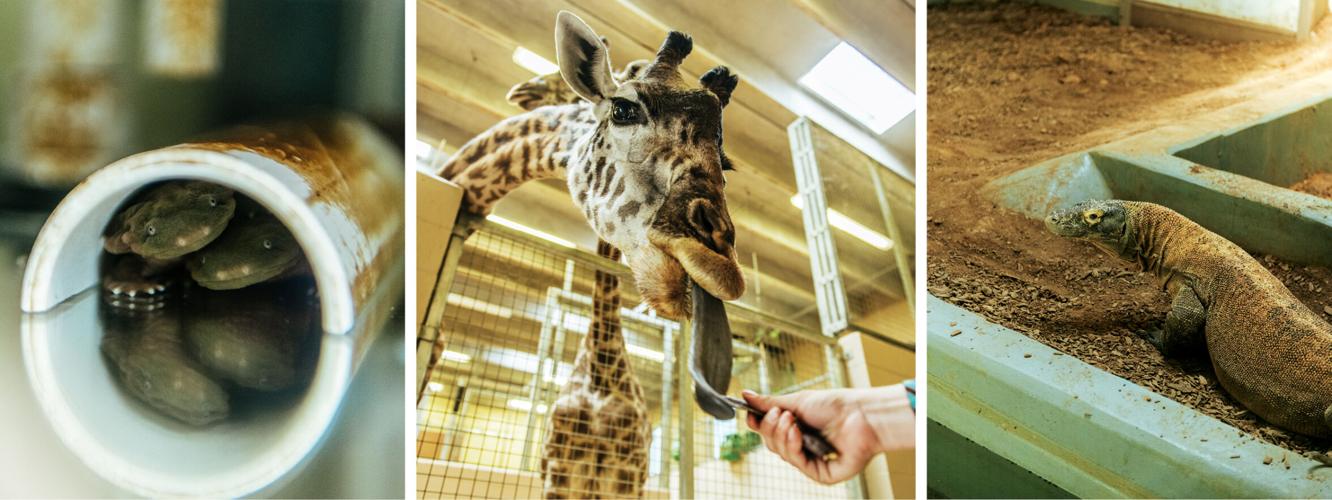 ZooConservation_WebHero.jpg