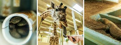 ZooConservation_WebHero.jpg