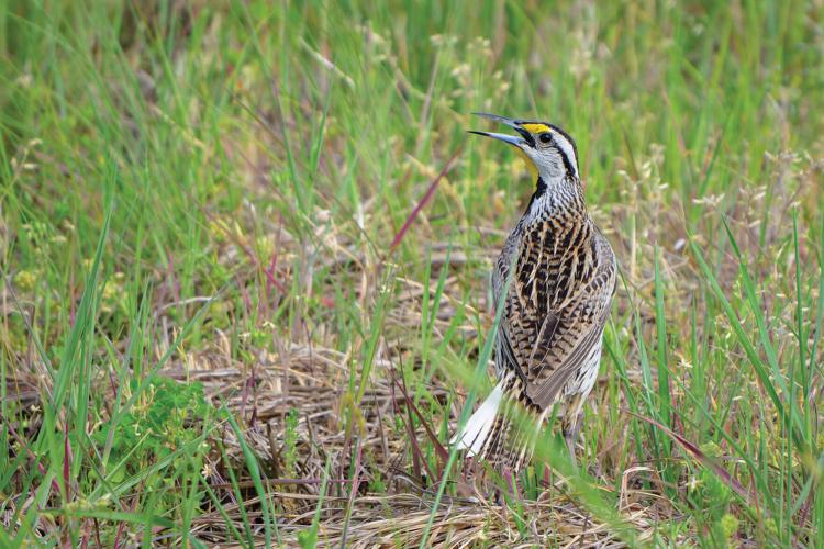Eastern Meadowlark