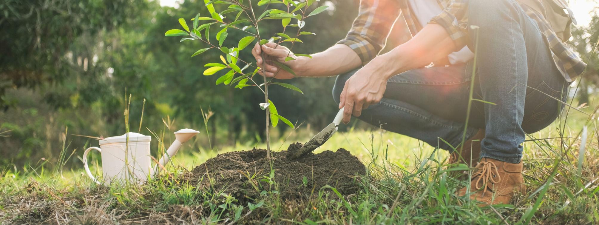 Tenessee Treepeople Reserve a Seedling for Tennessee Tree Day | People + Places ...