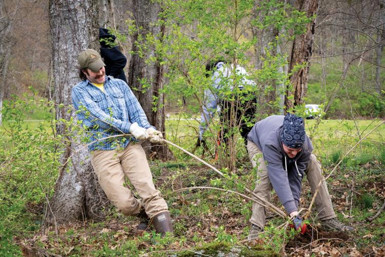 Volunteers_pulling_invasive_Honeysuckle-1.jpg