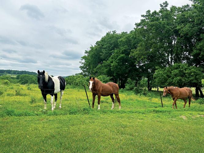 LittmanFitFarmhorses.jpg